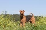 AIREDALE TERRIER 013